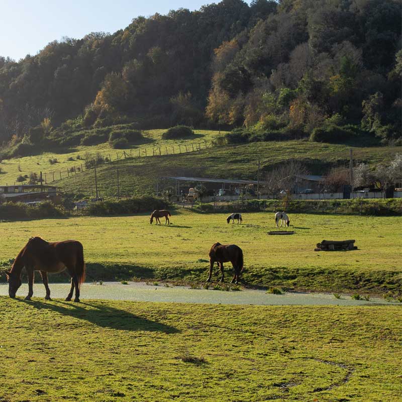 tenuta-di-cornazzano-gallery4
