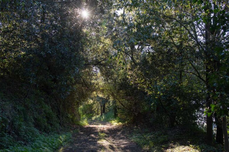 Sentieri della Tenuta di Cornazzano, ideali per passeggiate a piedi, a cavallo o in bicicletta