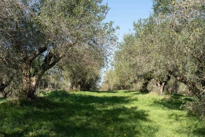 La natura incontaminata della Tenuta di Cornazzano